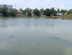 Rimbunan Eceng Gondok Telah Musnah Dari Sungai Tjimanoek di Bojongsari
