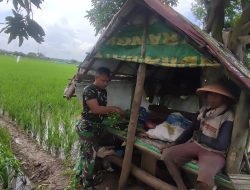 Tingkatkan Kemanunggalan TNI Dengan Rakyat, Babinsa Koramil 1605 Sukgumiwang Indramayu Lakukan Pendampingan Pertanian 