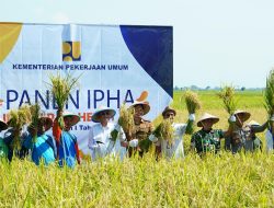 Menteri PU dan Bupati Indramayu Panen Perdana Metode IPHA, Hasilkan 11 Ton Per Hektare