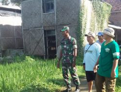 Babinsa Koramil 1605 Sukagumiwang Indramayu Lakukan Pendampingan Petani Perawatan Padi di Sawah 