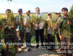Sukseskan Program Ketahanan Pangan, Koramil 1601 Indramayu Melaksanakan Panen Raya Bersama Petani 