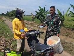 Babinsa Koramil 1602 Sindang Indramayu Lakukan Pendampingan Kelompok Tani di Wilayah Kecamatan Cantigi