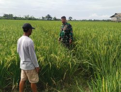 Tingkatkan Swasembada Pangan, Babinsa Koramil 1608 Karangampel Indramayu Lakukan Pendampingan Pertanian