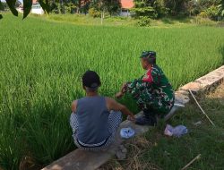 Tingkatkan Produktivitas Pertanian, Babinsa Koramil 1603 Lohbener Indramayu Lakukan Pendampingan Petani di Sawah