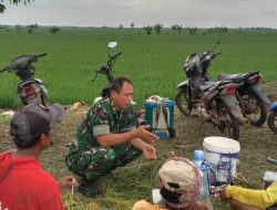 Edukasi Petani, Melalui Kegiatan Kosmos Babinsa Koramil 1603 Lohbener Indramayu Dengan Masyarakat