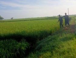 Tingkatkan Hasil Pertanian, Babinsa Koramil 1605 Sukagumiwang Indramayu Melaksanakan Pendampingan Petani di Lahan Sawah