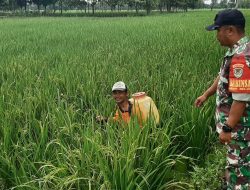 Babinsa Koramil 1604 Jatibarang Indramayu Lakukan Monitor Pendampingan Pertanian Lahan Sawah 