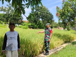 Dukung Program Ketahanan Pangan, Koramil 1603 Lohbener Indramayu Lakukan Pendampingan Pertanian