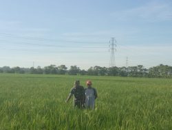 Sukseskan Swasembada Pangan, Babinsa Koramil 6105 Sukagumiwang Indramayu Lakukan Pendampingan Tanaman Padi