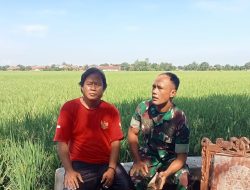 Babinsa Koramil 1603 Lohbener Indramayu Bantu Petani Melaksanakan Pendampingan Pertanian di Sawah