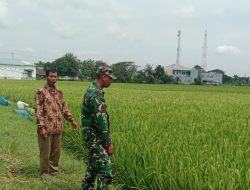 Pendampingan Pertanian di Sawah, Babinsa Koramil 1603 Lohbener Indramayu Himbau Petani Tingkatkan Koordinasi