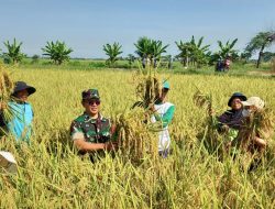 Koramil 1601 Indramayu Monitoring dan Pendampingan Panen Padi (IPHA) di Sawah Desa Tegalurung