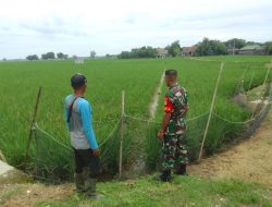 Tingkatkan Produktivitas Pertanian, Babinsa Koramil 1605 Sukagumiwang Indramayu Lakukan Pengecekan Tanaman Padi