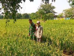 Babinsa Koramil 1603 Lohbener Indramayu Melaksanakan Pendampingan Pertanian di Sawah