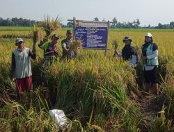 Personil Koramil 1608 Karangampel Indramayu Melaksanakan Pengubinan dan Panen Demplot IPHA Desa Jayalaksana