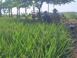 Aksi Nyata TNI Dukung Program Ketahanan Pangan, Babinsa Koramil 1605 Sukagumiwang Indramayu Lakukan Pendampingan 