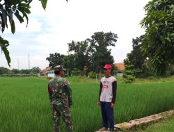 Babinsa Koramil 1603 Lohbener Indramayu Melaksanakan Pendampingan Pertanian di Sawah
