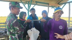 Koramil 1609 Juntinyuat Indramayu Bersama PPL Melaksanakan Pengubinan di Sawah Poktan Kandang Rawa 