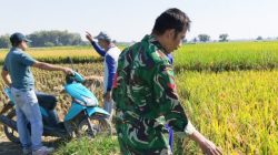Sukseskan Program Ketahanan Pangan, Personil Koramil 1609 Juntinyuat Indramayu Lakukan Pendampingan Pertanian
