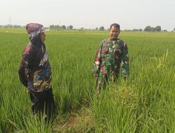 Dukung Peningkatan Swasembada Pangan, Babinsa Koramil 1605 Sukagumiwang Indramayu Melaksanakan Pengecekan Tanaman Padi