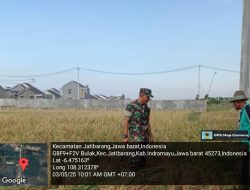 Babinsa Koramil 1604 Jatibarang Indramayu Monitor Pendampingan Pertanian Lahan Sawah