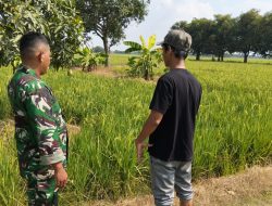 Babinsa Koramil 1603 Lohbener Indramayu Melakukan Pendampingan Pertanian di Sawah