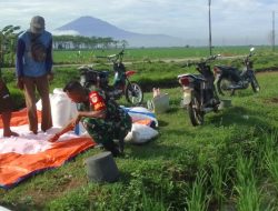 Sukseskan Swasembada Pangan, Koramil 1605 Sukagumiwang Indramayu Lakukan Pendampingan Perawatan Tanaman Padi