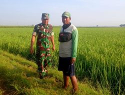 Sukseskan Pertanian, Babinsa Koramil 1605 Sukagumiwang Indramayu Lakukan Pendampingan Tanaman Padi