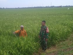 Babinsa Koramil 1611 Losarang Indramayu Lakukan Pendampingan Pengecekan Tanaman Padi di Blok Kalenwaru Desa Jangga