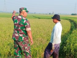 Dukung Program ketahanan Pangan, Babinsa Koramil 1605 Sukagumiwang Indramayu Gencar Melaksanakan Pendampingan 