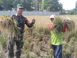 Monitoring Pendampingan Pertanian Oleh Anggota Koramil 1609/Juntinyuat Indramayu di Wilayah Binaan 