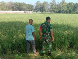 Pendampingan Pertanian TNI, Babinsa Koramil 1605 Sukagumiwang Indramayu Melaksanakan Monitoring Perawatan Tanaman Padi