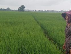 Babinsa Koramil 1603 Lohbener Indramayu Lakukan Pendampingan Pertanian Pemeliharaan Tanaman Padi