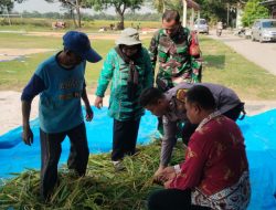Koramil 1601 Indramayu Bersama PPL Melaksanakan Pengubinan Padi di Sawah Milik Petani