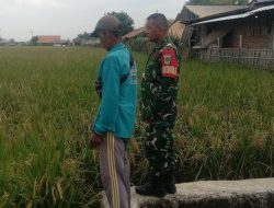 Dukung Program Pemerintah Pusat, Babinsa Koramil 1603 Lohbeber Indramayu Melaksanakan Pendampingan Pertanian