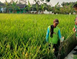 Babinsa 1605 Sukagumiwang Indramayu Lakukan Monitoring dan Pendampingan Pengecekan Tanaman Padi di Desa Gedangan