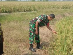 Monitoring dan Pendampingan Pengecekan Tanaman Padi Desa Sukawera Oleh Babinsa Koramil 1605 Sukagumiwang Indramayu