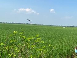 Monitoring dan Pendampingan Pertanian di Desa Jengkok Oleh Babinsa Koramil 1605 Sukagumiwang Indramayu