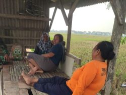 Pendampingan Ketahanan Pangan di Wilayah Desa Rambatan Wetan Oleh Babinsa Koramil 1602 Sindang Indramayu