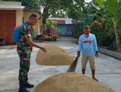 Pendampingan Pertanian Oleh Anggota Koramil 1609/Juntinyuat Indramayu Terkait Serapan Gabah Bulog