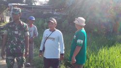 Babinsa Koramil 1605 Sukagumiwang Indramayu Lakukan Pendampingan Perawatan Tanaman Padi di Sawah 