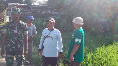 Babinsa Koramil 1605 Sukagumiwang Indramayu Lakukan Pendampingan Perawatan Tanaman Padi di Sawah 