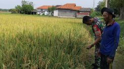 Dukung Program Pemerintah Pusat, Monitoring Pendampingan Pertanian Oleh Anggota Koramil 1609/Juntinyuat Indramayu