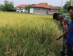 Dukung Program Pemerintah Pusat, Monitoring Pendampingan Pertanian Oleh Anggota Koramil 1609/Juntinyuat Indramayu