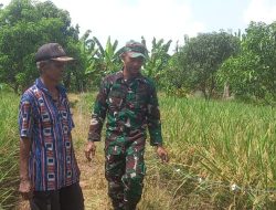 Pendampingan Pertanian di Sawah Desa Kiajaran Kulon Oleh Babinsa Koramil 1603 Lohbener Indramayu