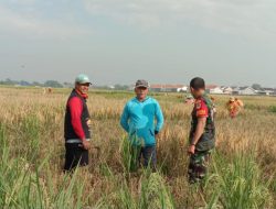 Babinsa Koramil 1604 Jatibarang Indramayu Lakukan Pendampingan Pertanian di Lahan Sawah
