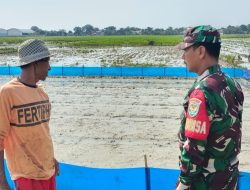 Babinsa Koramil 1604 Jatibarang Indramayu Lakukan Monitor Pendampingan Pertanian Lahan Sawah Milik Petani Binaan