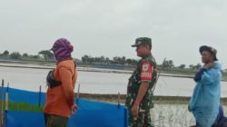 Babinsa Koramil 1609 Juntinyuat Indramayu Melakukan Pendampingan Pertanian Di Wilayah Desa Segeran Kidul 