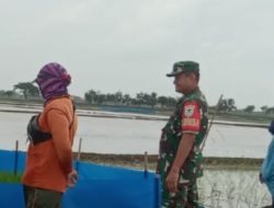 Babinsa Koramil 1609 Juntinyuat Indramayu Melakukan Pendampingan Pertanian Di Wilayah Desa Segeran Kidul 