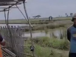 Petani Singakerta Indramayu Geram Ketua Poktan di Minta Mundur,Berikut Ulasannya